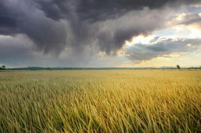 Grass field with a cloudy sky.